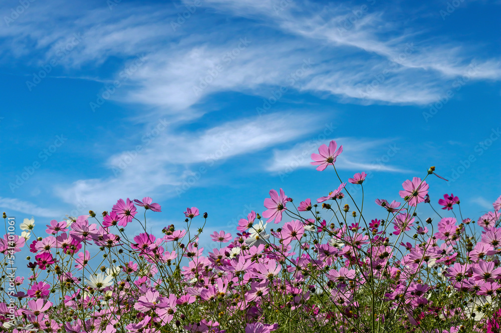 コスモスの花(Cosmos flower) コスモスの花(Cosmos flower)
