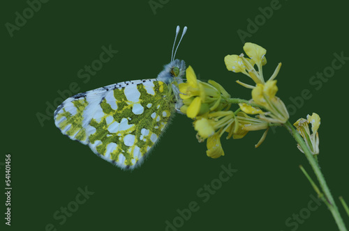 An Eastern Dappled White (Euchloe ausonia) perching on a yellow cabbage flower photo