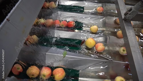 Slow Motion of Industrial Apple Washing in Fruit Packing House. Fresh Apples After Being Washed Entering Into The Optical Sorting Machine. Apple Receiving And Processing Prior Distribution To Market. photo