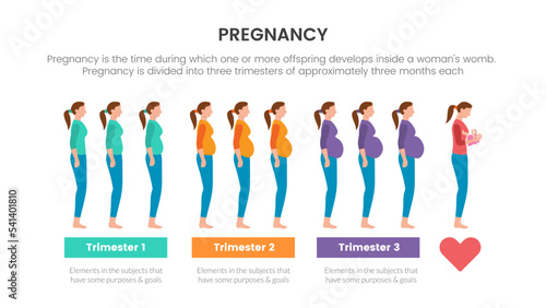 pregnancy infographic concept for slide presentation with 3 point list data information with trimester process pregnant