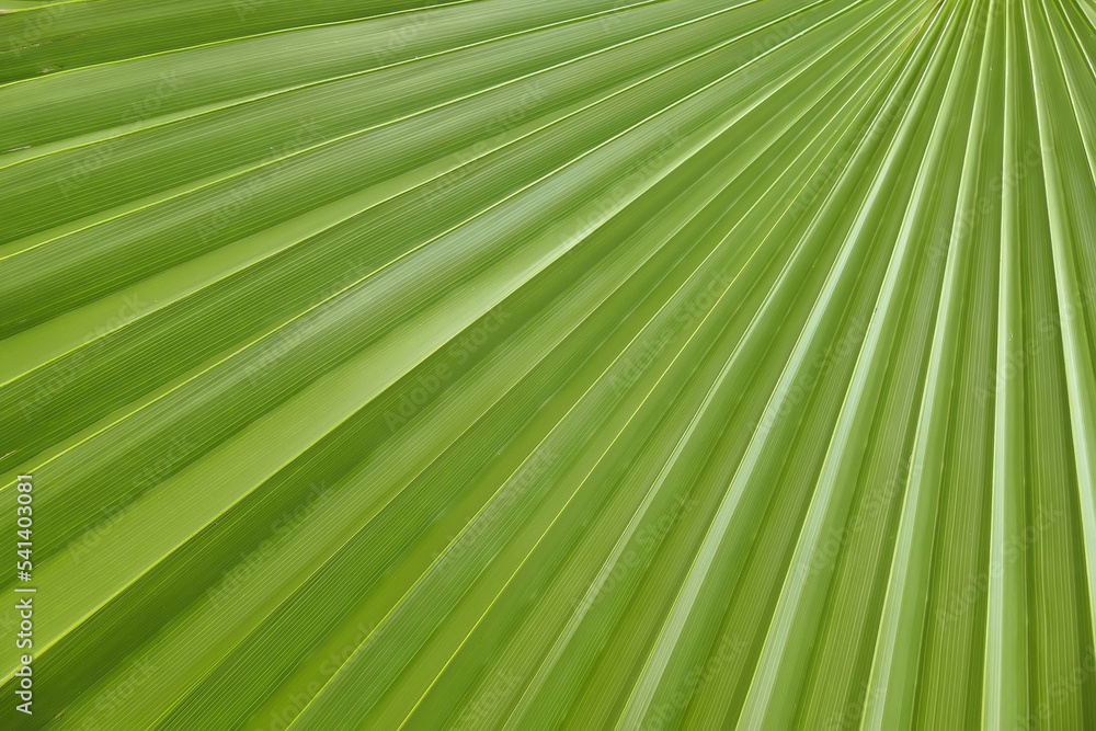 Palm leafs natural texture Palm leafs natural texture