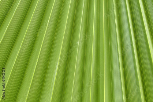 Palm leafs natural texture