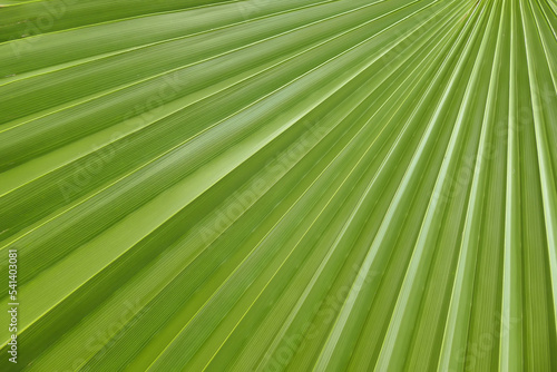 Palm leafs natural texture