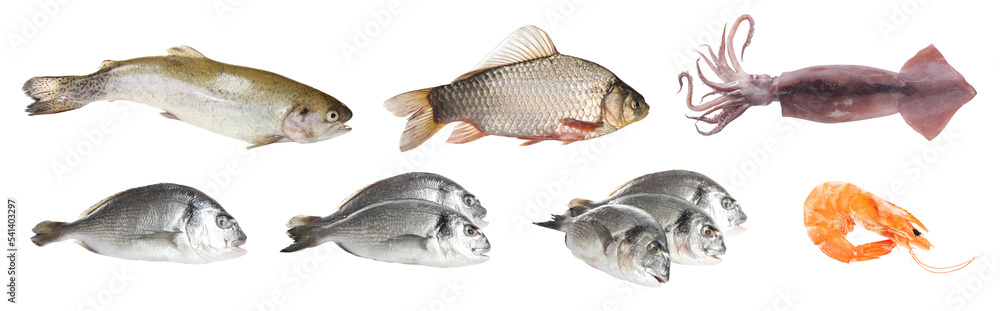 Set with fresh raw dorado fish and other tasty seafood on white background. Banner design Set with fresh raw dorado fish and other tasty seafood on white background. Banner design