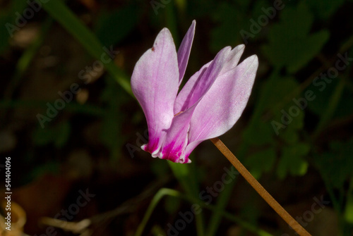 Closeup of the Pink flowers of ivy-leaved cyclamen photo