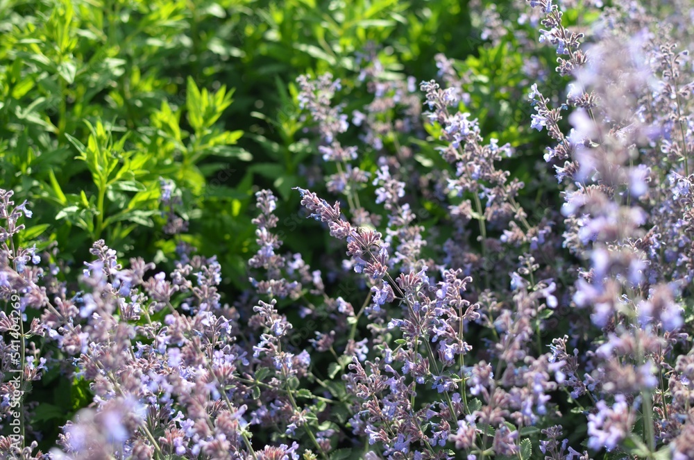 Obraz premium Beautiful blooming lavender plants in garden outdoors, closeup