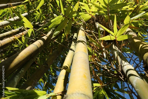 Many bamboo stalks against blue sky, low angle view