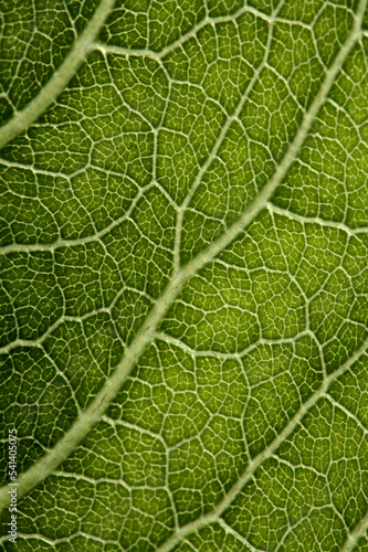 bright green  leaf texture with branching veins, natural macro background