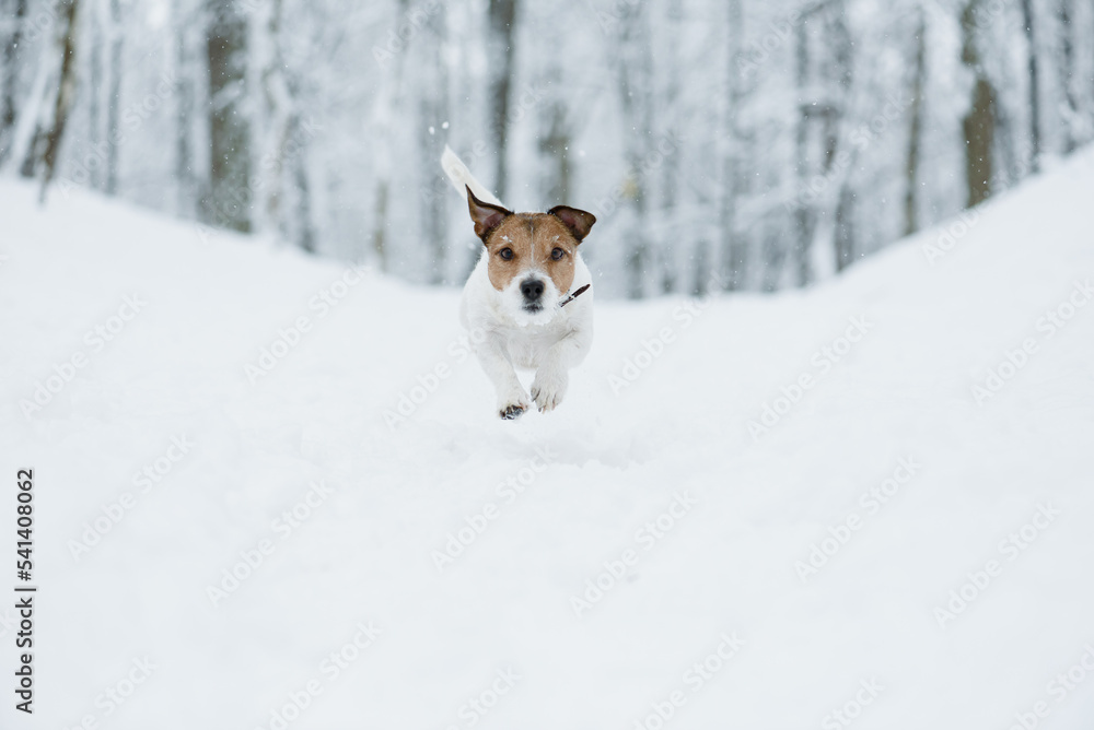 Active Jack Russell Terrier dog runs and leaps straight at camera in beautiful winter park