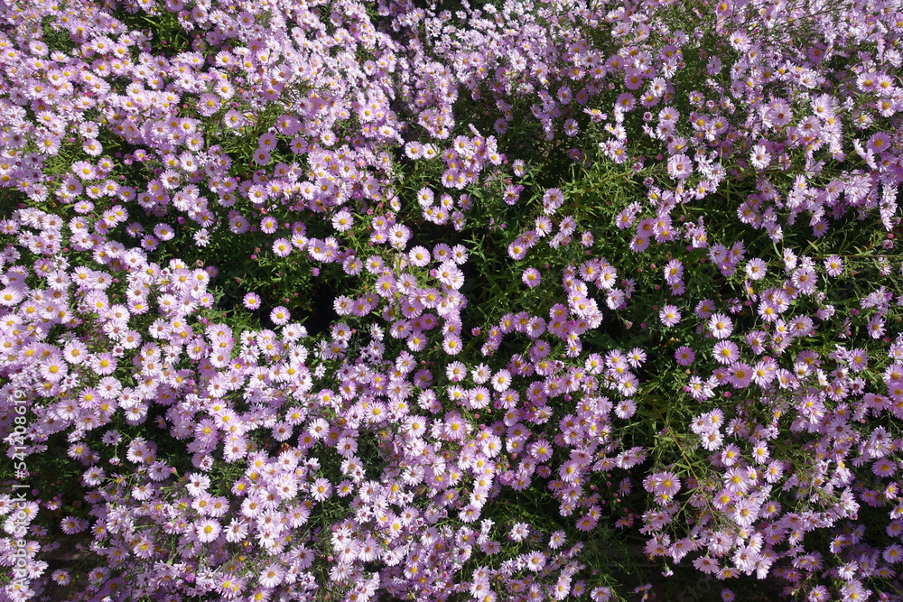 background - numerous light pink flowers of Michaelmas daisies in October