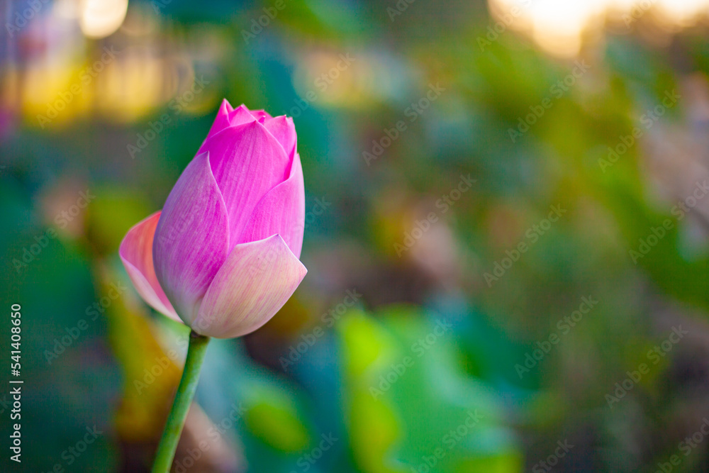 Obraz premium A single lotus flower. Beautiful pink lotus flowers blooming on natural green background. Nature is life.