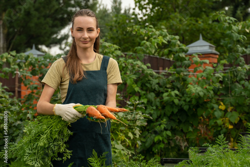 Farmer harvests carrots. A female gardener in gloves pulls carrots out of the ground. 