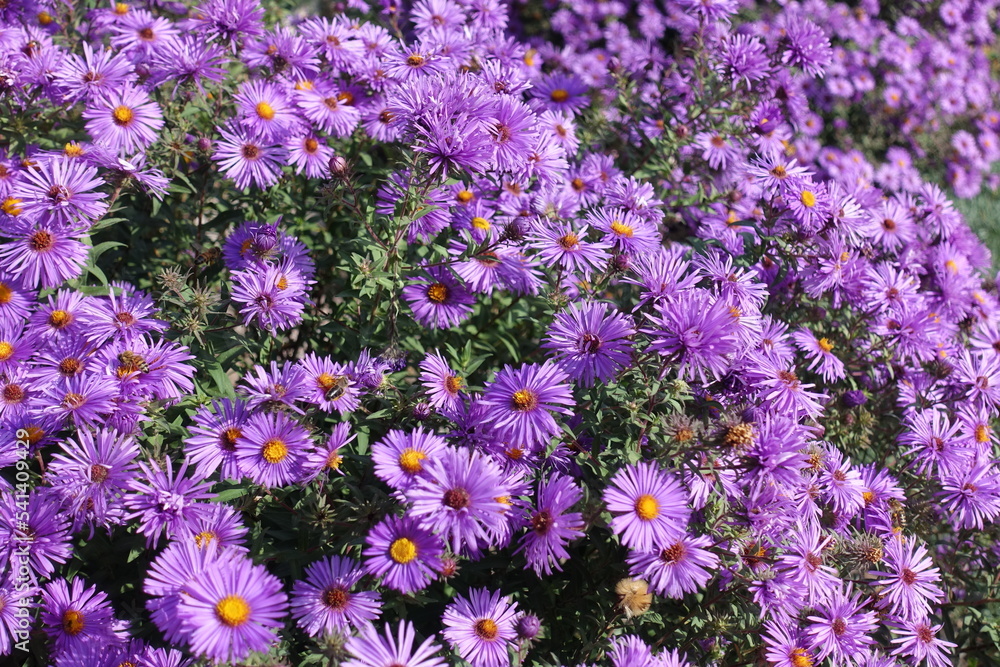 A lot of purple flowers of Symphyotrichum novae-angliae with bees in October A lot of purple flowers of Symphyotrichum novae-angliae with bees in October