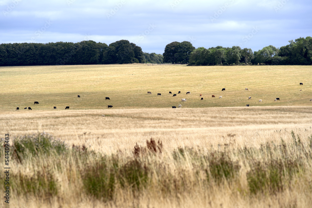 Beautiful rural landscape with agriculture fields and cows grazing at Salisbury Plain in Wiltshire on a cloudy summer day. Photo taken August 2nd, 2022, Amesbury, England.