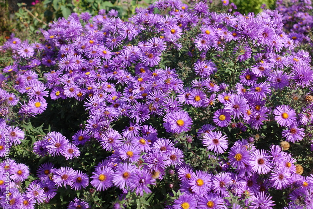 Naklejka premium Abundant purple flowers of Symphyotrichum novae-angliae with bees in October