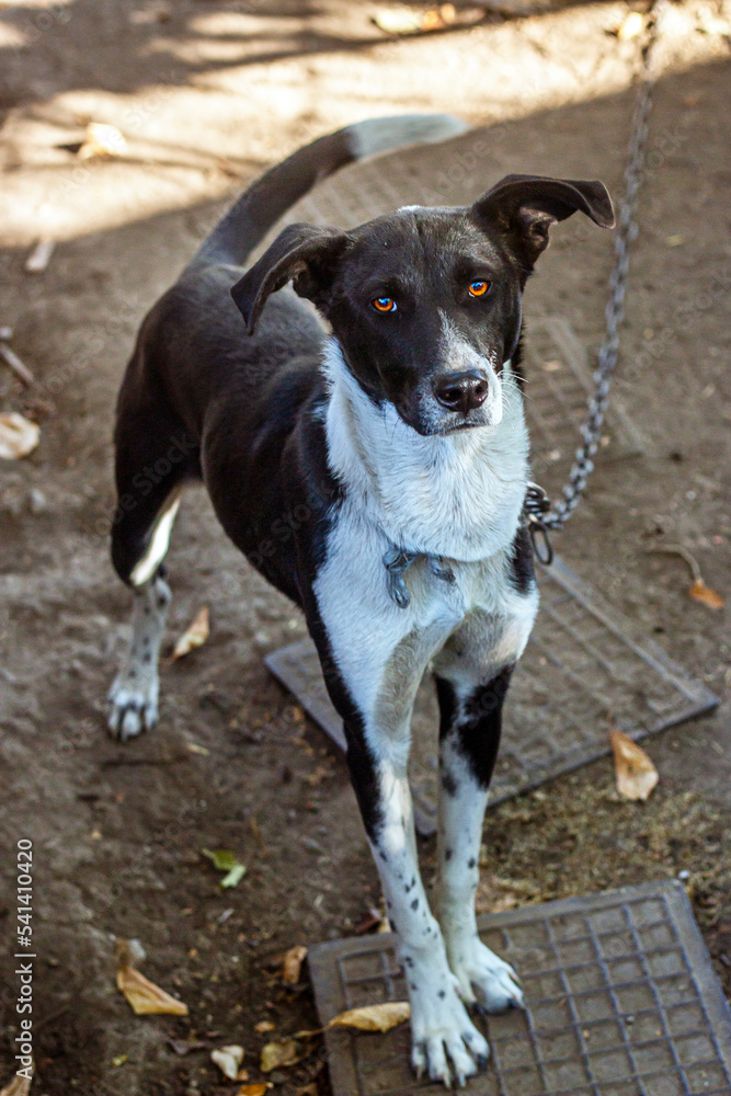 Black and white dog looking at the camera and waving its tail Black and white dog looking at the camera and waving its tail