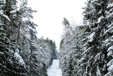 Winter in a spruce forest, spruces covered with white fluffy snow. Selective focus