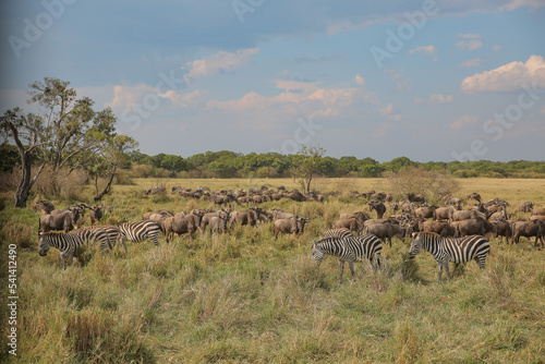 herd of wildebeest in serengeti national park country