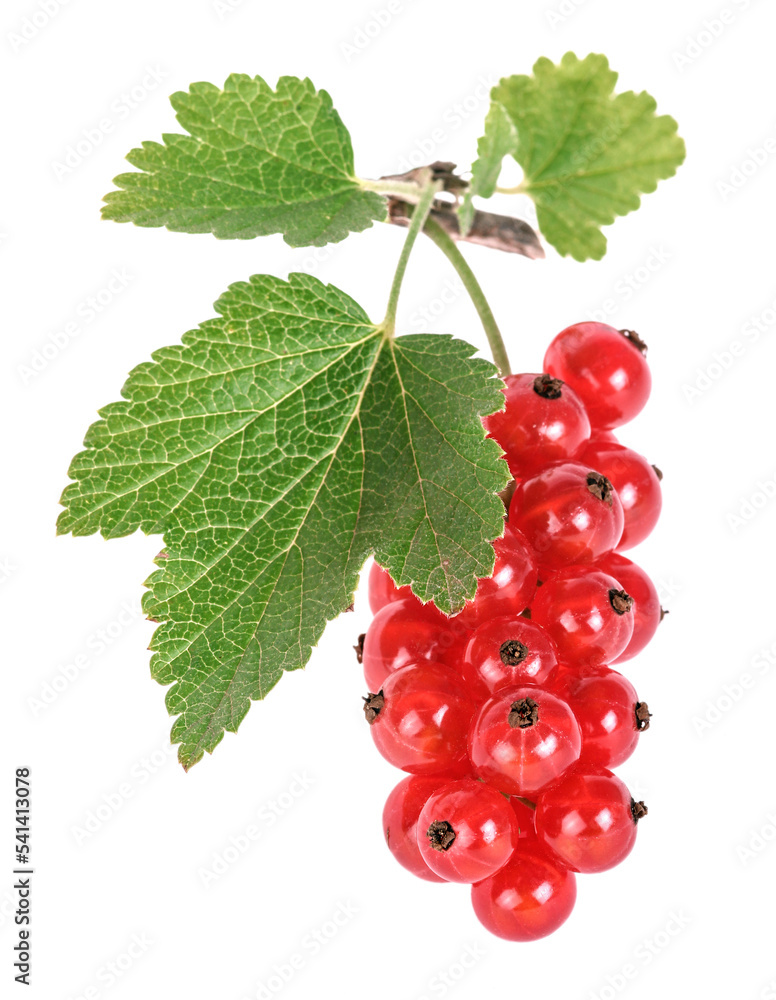 Red currants on the branch with leaves Red currants on the branch with leaves
