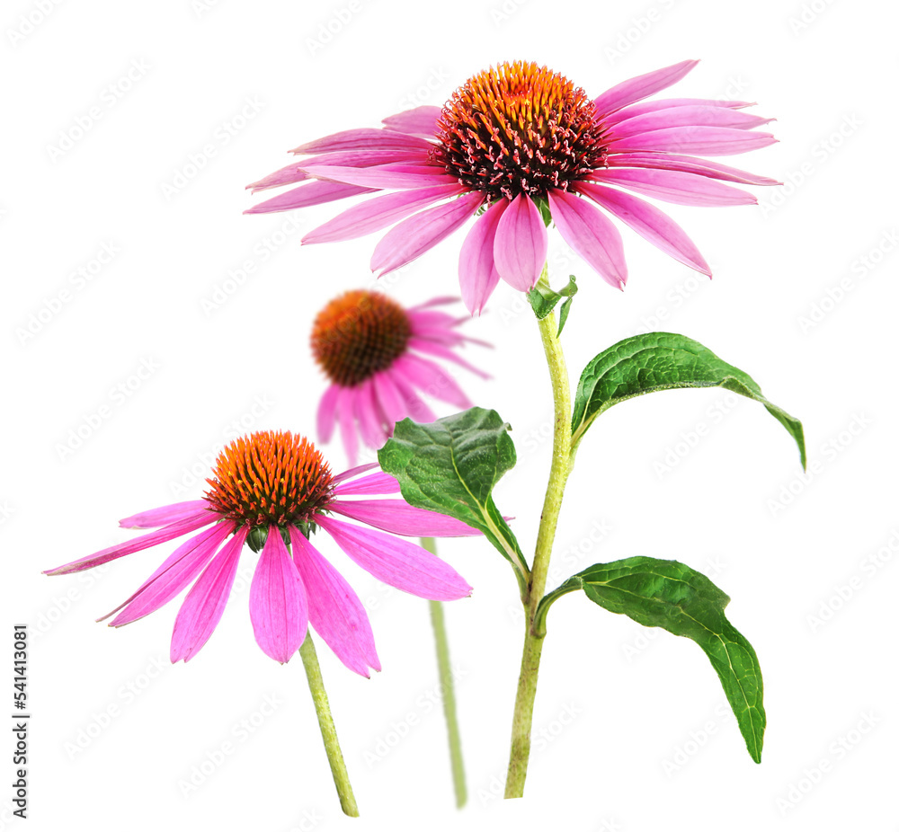 Echinacea flower for homeopathy, transparency background - obrazy, fototapety, plakaty 