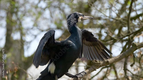 Majestic black bird flapping its great wings whilte standing on a tree branch in a sunny forest photo