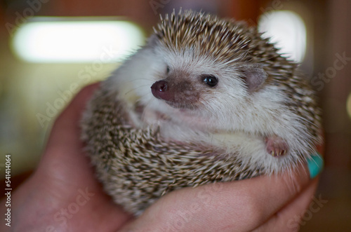 funny hedgehog in female hands, curled up, close up