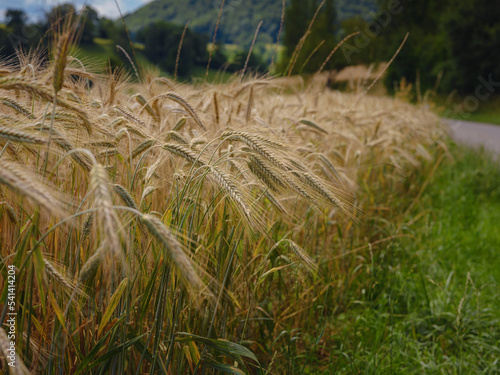 Gold wheat field and green hill. Roggenburg, Switzerland. photo