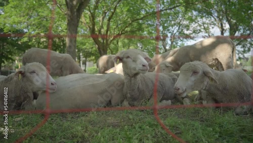 mouton mange dans un champs - éco-pâturage naturel