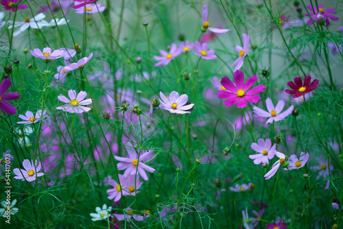 Cosmos flower on nature background © olena