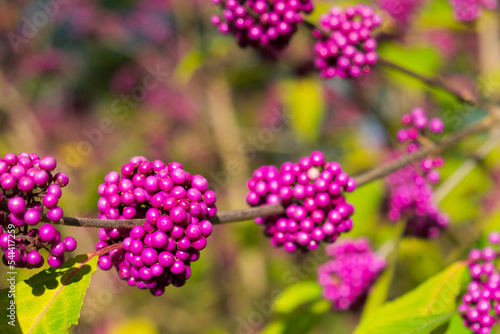 bright pink berries of Callicarpa (beautyberry) on the shrub branch on a sunny autumn day