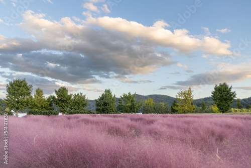 landscape with pink mully