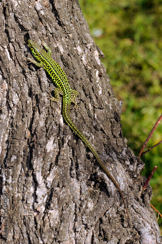 Tyrrhenian wall lizard // Tyrrhenische Mauereidechse (Podarcis tiliguerta) - Sardenia, Italy photo