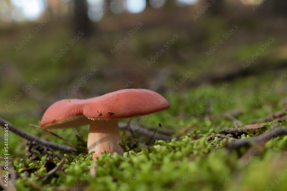 Russula mushroom growing in forest, closeup. Space for text Russula mushroom growing in forest, closeup. Space for text