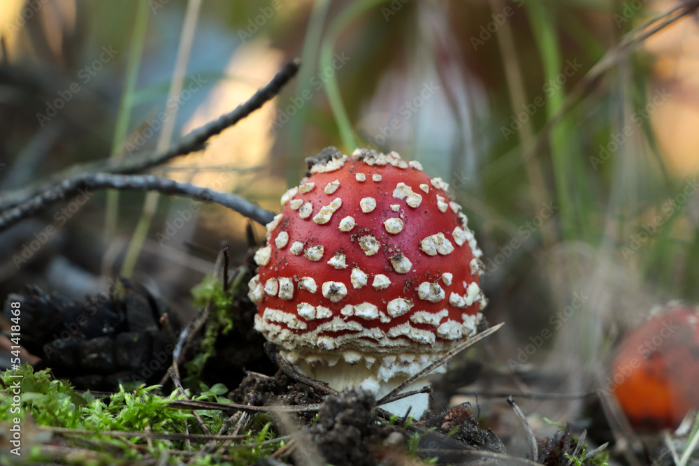 Amanita mushroom growing in forest, closeup view Amanita mushroom growing in forest, closeup view