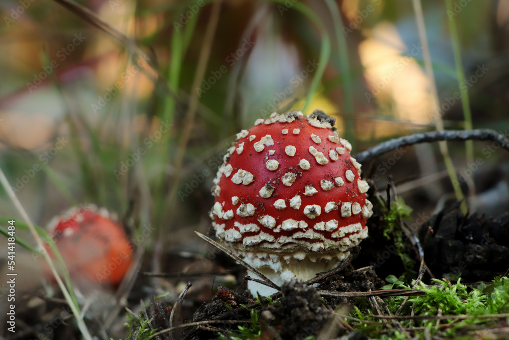 Amanita mushroom growing in forest, closeup. Space for text Amanita mushroom growing in forest, closeup. Space for text