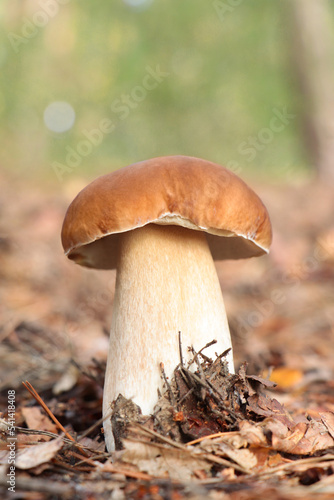 Beautiful porcini mushroom growing in forest on autumn day