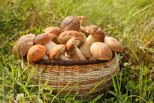 Wicker basket with fresh wild mushrooms outdoors