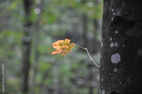 Es ist Herbst. Ein einzelnes gelbes Blatt an einem Baum. photo