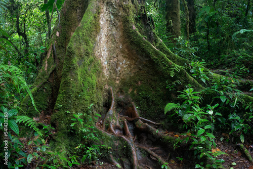Close-up of big tree in tropical forest in Central America