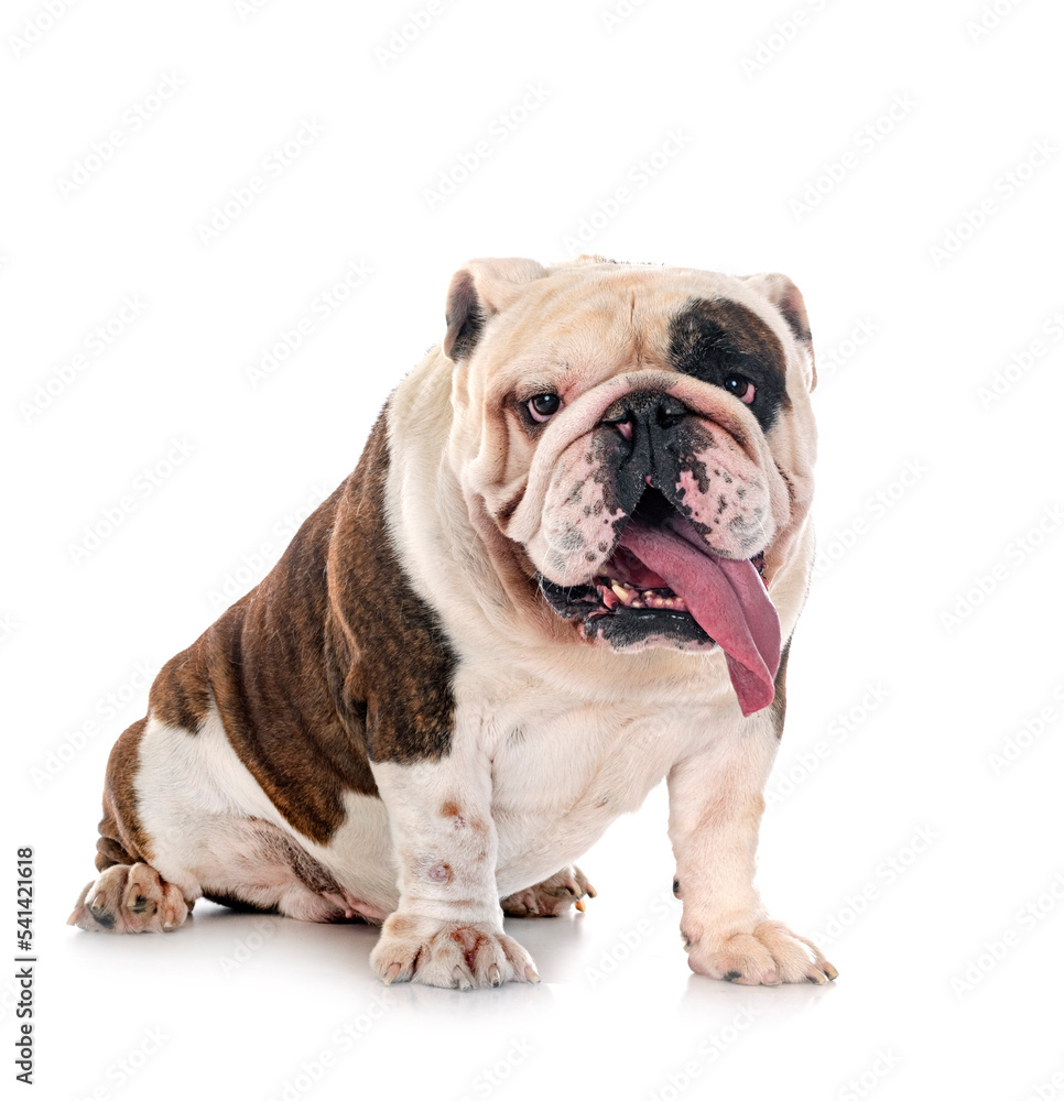 english bulldog in studio