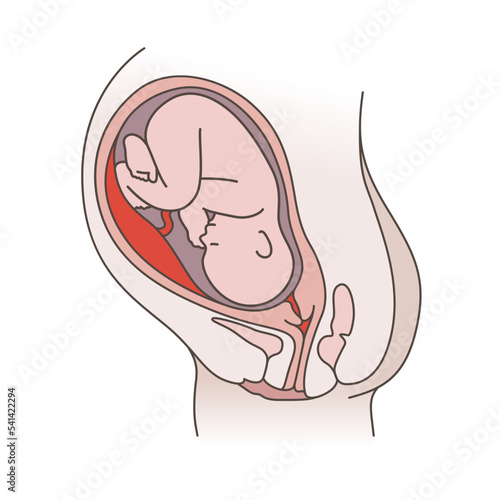 Embryo Development. Pregnancy, fetal fetus development. Embryo in the womb illustration.