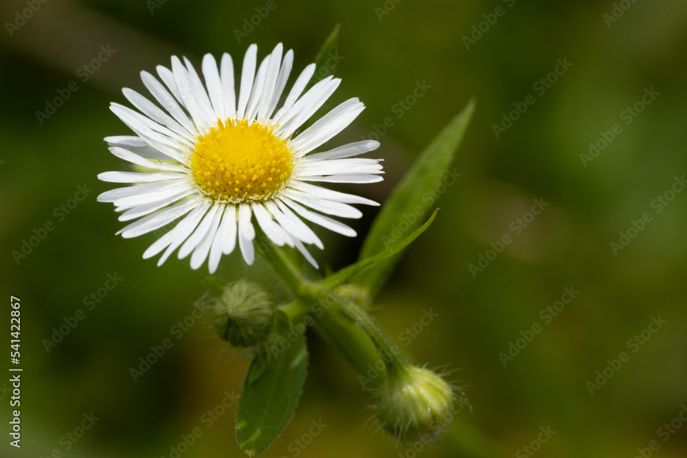 Obraz premium 白い小さな花の野草