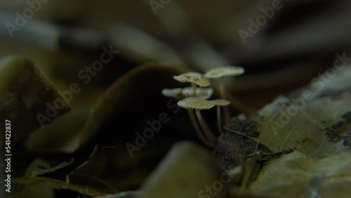 Mushroom is blooming in the forest photo