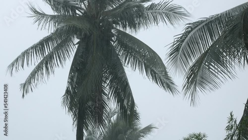 view up to coconut palm trees under heavy rain and very strong wind in bad weather under typhoon herricane cyclone storm. Storm near beach sea coast in asia photo