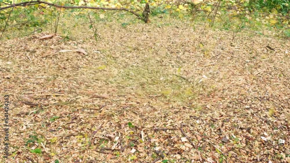 tree pruning process. Cut down unnecessary trees and shrubs are crushed in a special device tree pruning process. Cut down unnecessary trees and shrubs are crushed in a special device
