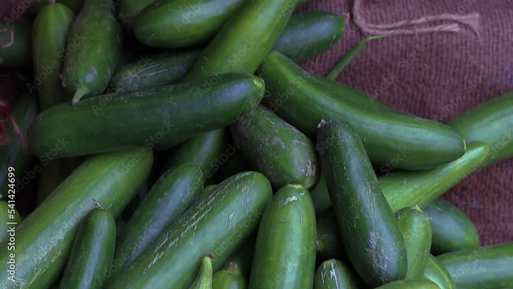 fresh green cucumber many close up from top angle fresh green cucumber many close up from top angle