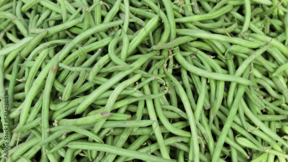 fresh organic green beans from farm close up from different angle fresh organic green beans from farm close up from different angle