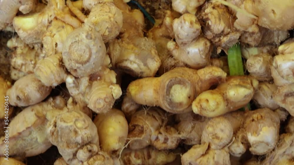 fresh organic ginger from farm close up from different angle fresh organic ginger from farm close up from different angle