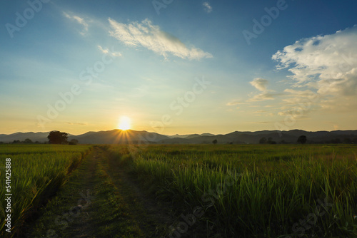 Beautiful view with sunset light in the evening,Rice fields waiting to be harvested,Soft focus,selected focus,shallow depth of field.