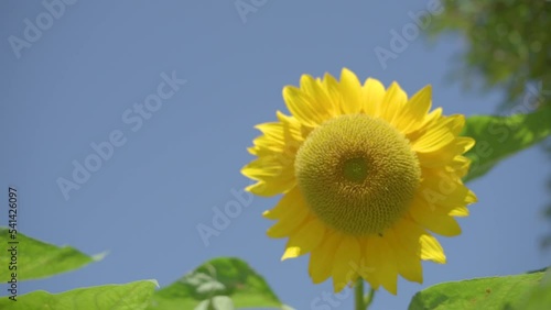 fleurs de ville - Tournesol ​